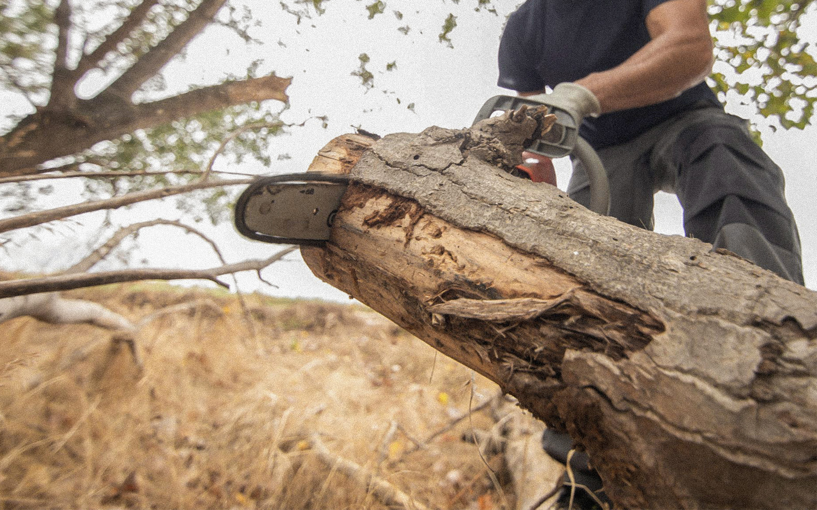 Tree Removal